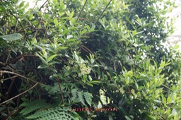 Liane savon - Embelia angustifolia - Primulacée -B