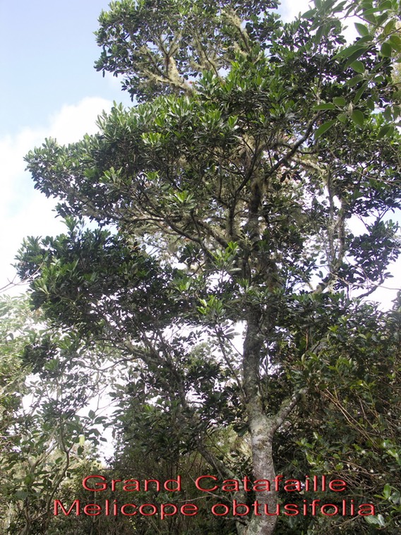 Melicope obtusifolia