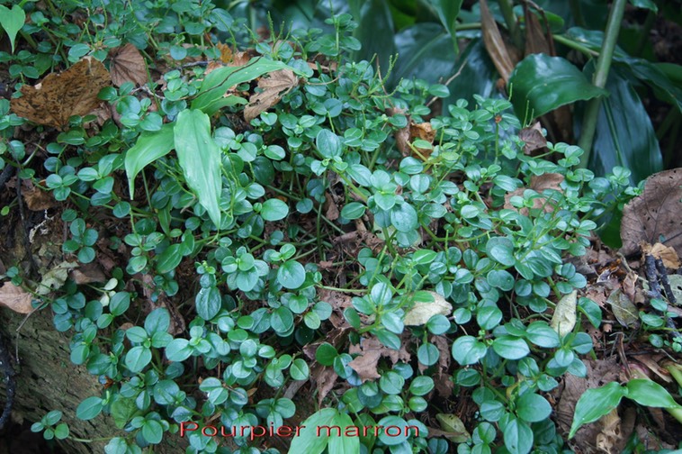 Pourpier marron - Peperomia tetraphylla - Pipéracée - I