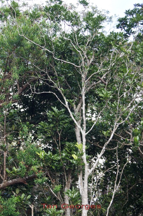 Tan Georges - Molinaea alternifolia - Sapindacée - Masc