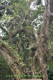 Très vieux Bois maigre - Nuxia verticillata