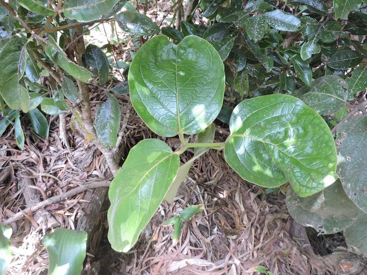 4 Mapou, Mominia rotundifolia 