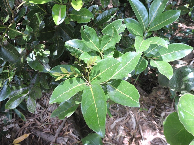 5 Tan georges, Molinaea alternifolia 