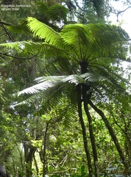 Alsophila borbonica . fanjan mâle .cyatheaceae .endémique Réunion .P1660566