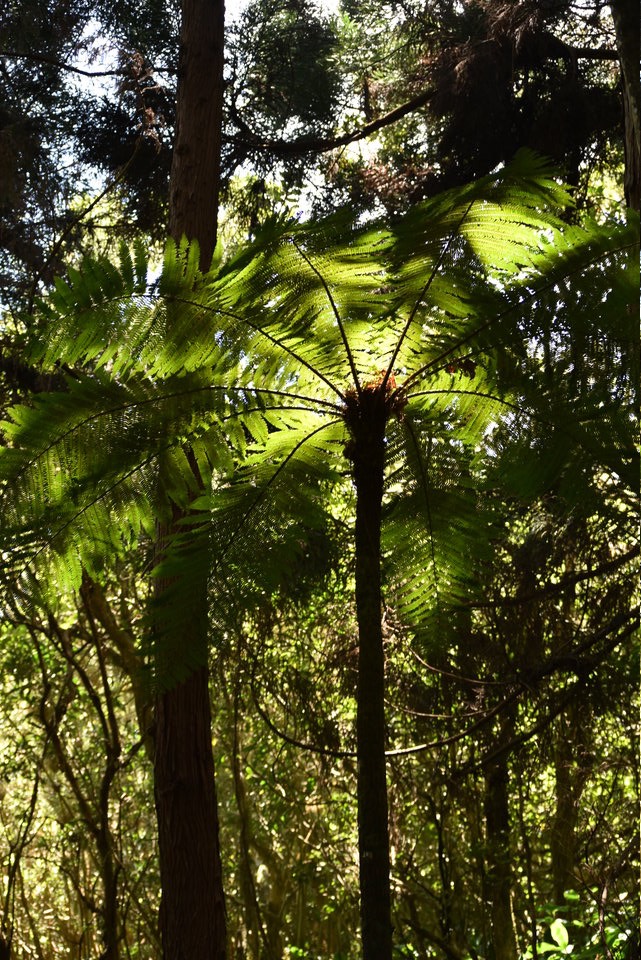 Alsophylla borbonica - Fanjan mâle - CYATHEACEAE - Endémique Réunion 