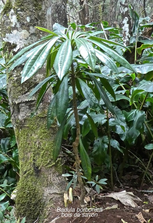 Badula borbonica . bois de savon . primulaceae . endémique Réunion .P1660753