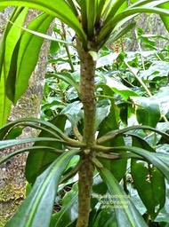 Badula borbonica .bois de savon.primulaceae. endémique Réunion .P1660754