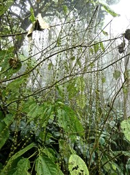 Boehmeria macrophylla . bois de source noir.urticaceae. P1660783