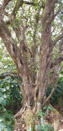 Bois de fer batard- Sideroxylo n borbonicum- Sapotaceae-B