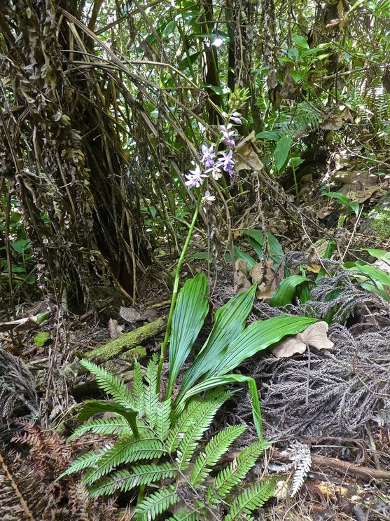Calanthe sylvatica . orchidaceae P1660549