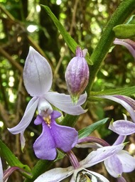 Calanthe sylvatica .orchidaceae P1660554