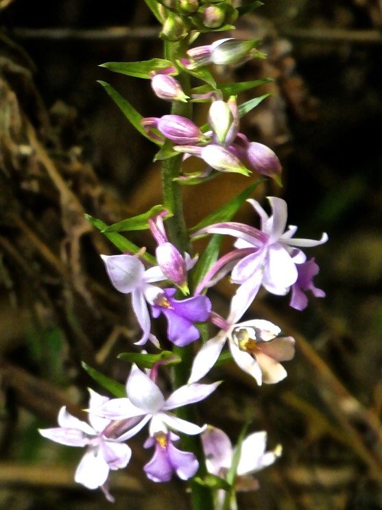 Calanthe sylvatica .orchidaceae P1660545