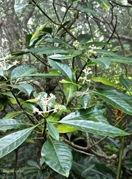 Chassalia coraillioides . bois de corail. rubiaceae .endémique Réunion .P1660790