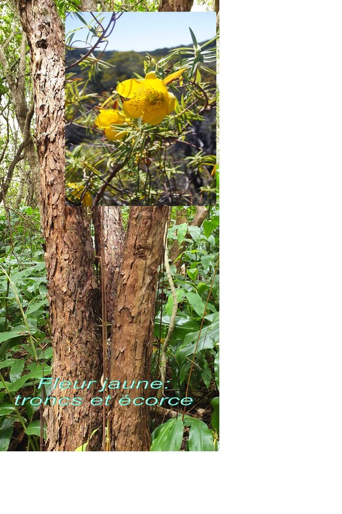 Fleur jaune- Hypericum lanc eolatum - Hypéricacée- I