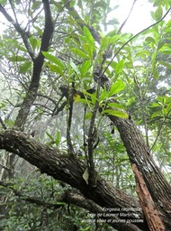 Forgesia racemosa .bois de Laurent Martin . escalloniaceae. endémique Réunion . jeunes pousses et écorce striée .P1660805