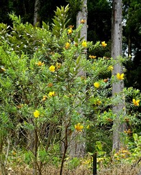 Hypericum lanceolatum . bois de fleurs jaunes .hypericaceae .P1660597