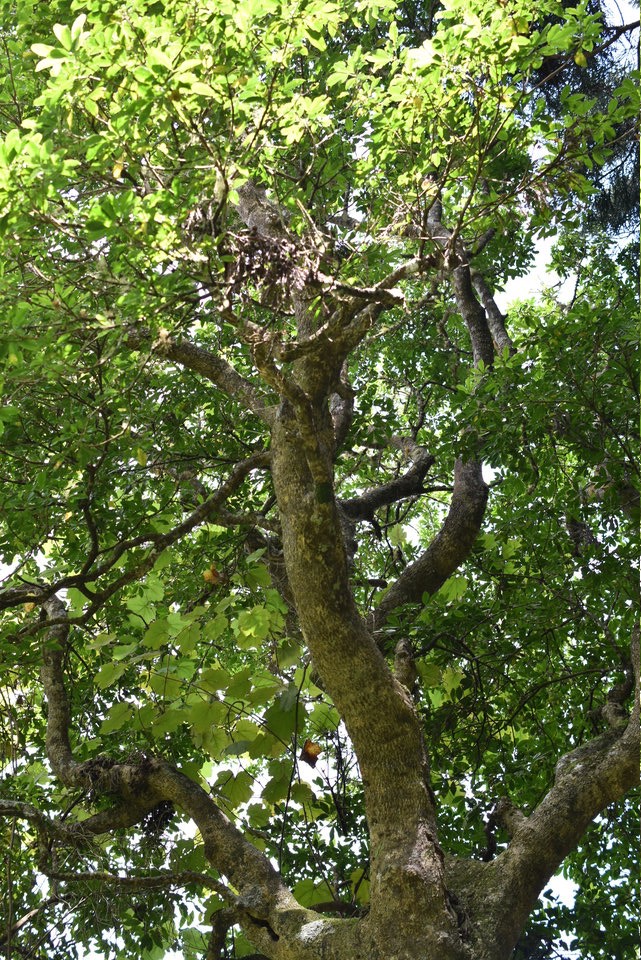 Melicope obtusifolia - Catafaille patte poule - RUTACEAE - Endémique Réunion, Maurice