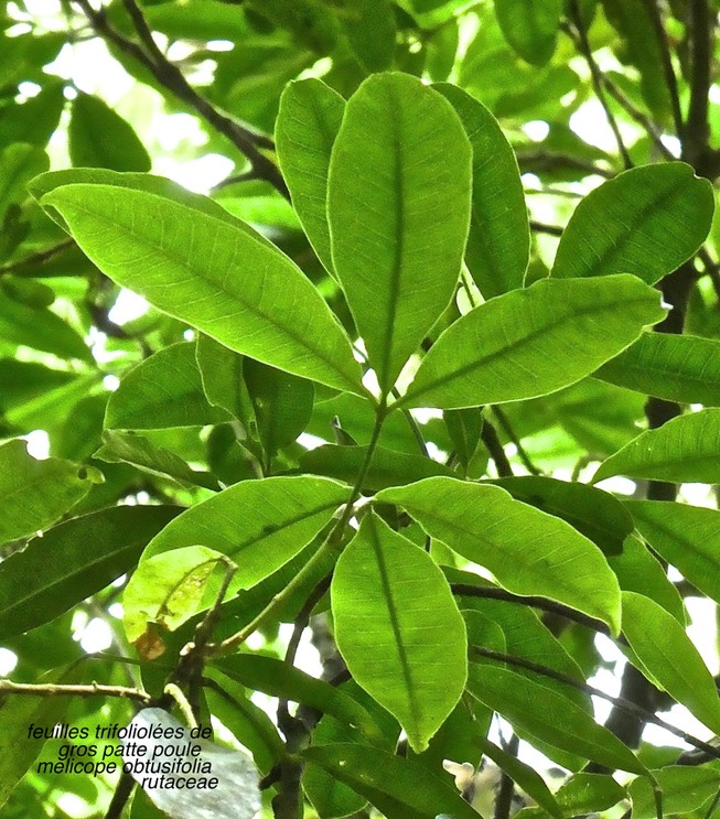 Melicope obtusifolia .gros patte poule .feuilles trifoliolées .rutaceae .endémique Réunion Maurice .P1660565