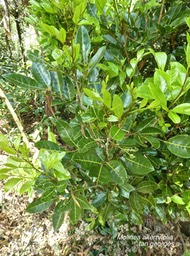 Molinea alternifolia . tan georges.sapindaceae.endémique Réunion Maurice .P1660580