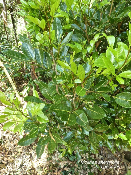 Molinea alternifolia . tan georges.sapindaceae.endémique Réunion Maurice .P1660580
