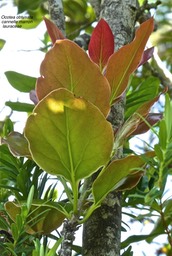 Ocotea obtusata .cannelle marron . lauraceae.endémique Réunion Maurice .P1660581