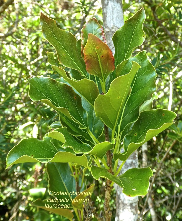 Ocotea obtusata .cannelle marron .lauraceae .endémique Réunion Maurice .P1660582