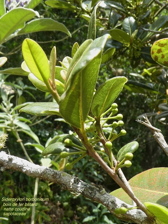 Sideroxylon borbonicum . bois de fer bâtard .natte coudine.sapotaceae.endémique Réunion .P1660589