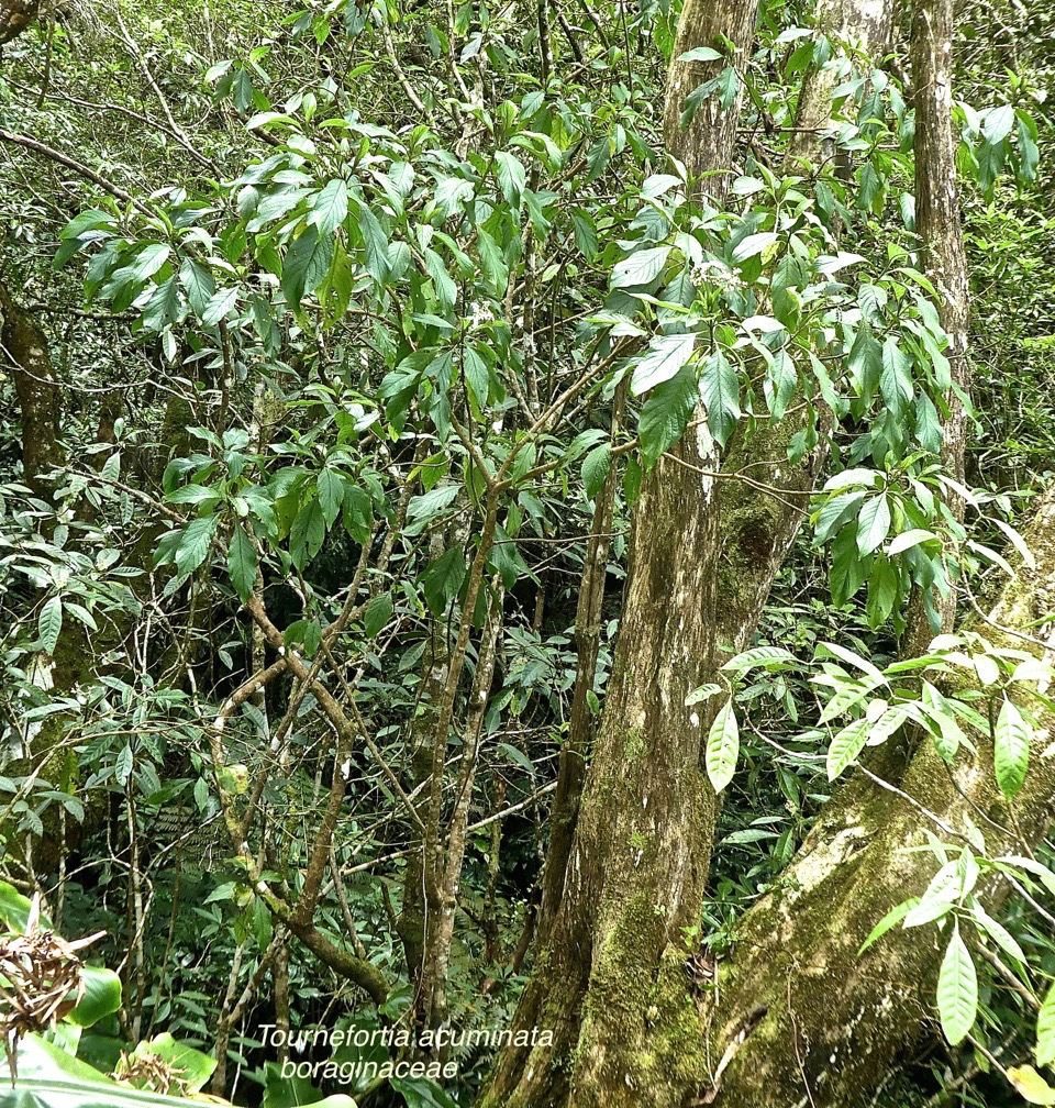 Tournefortia acuminata . boraginaceae .endémique Réunion.P1660645