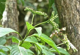 Tournefortia acuminata .boraginaceae .endémique Réunion .P1660646