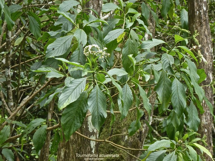 Tournefortia acuminata .boraginaceae .endémique Réunion .P1660639