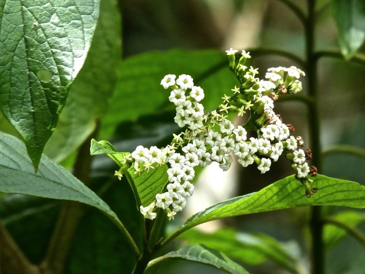 Tournefortia acuminata .boraginaceae.endémique Réunion .P1660668