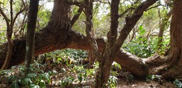 Vieux tamarin des hauts couche- A cacia heterophylla- Fabaceae-B