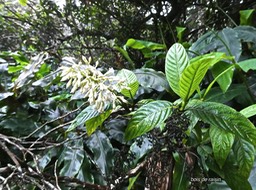 Bertiera sp ? bois de raisin .rubiaceae.endémique Réunion