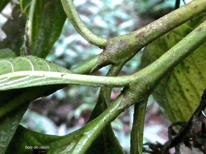 Bertiera sp ? bois de raisin .(stipules )rubiaceae. endémique Ré