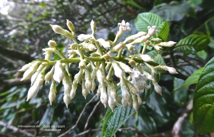 Bertiera sp ? bois de raisin.rubiacae .endémique Réunion