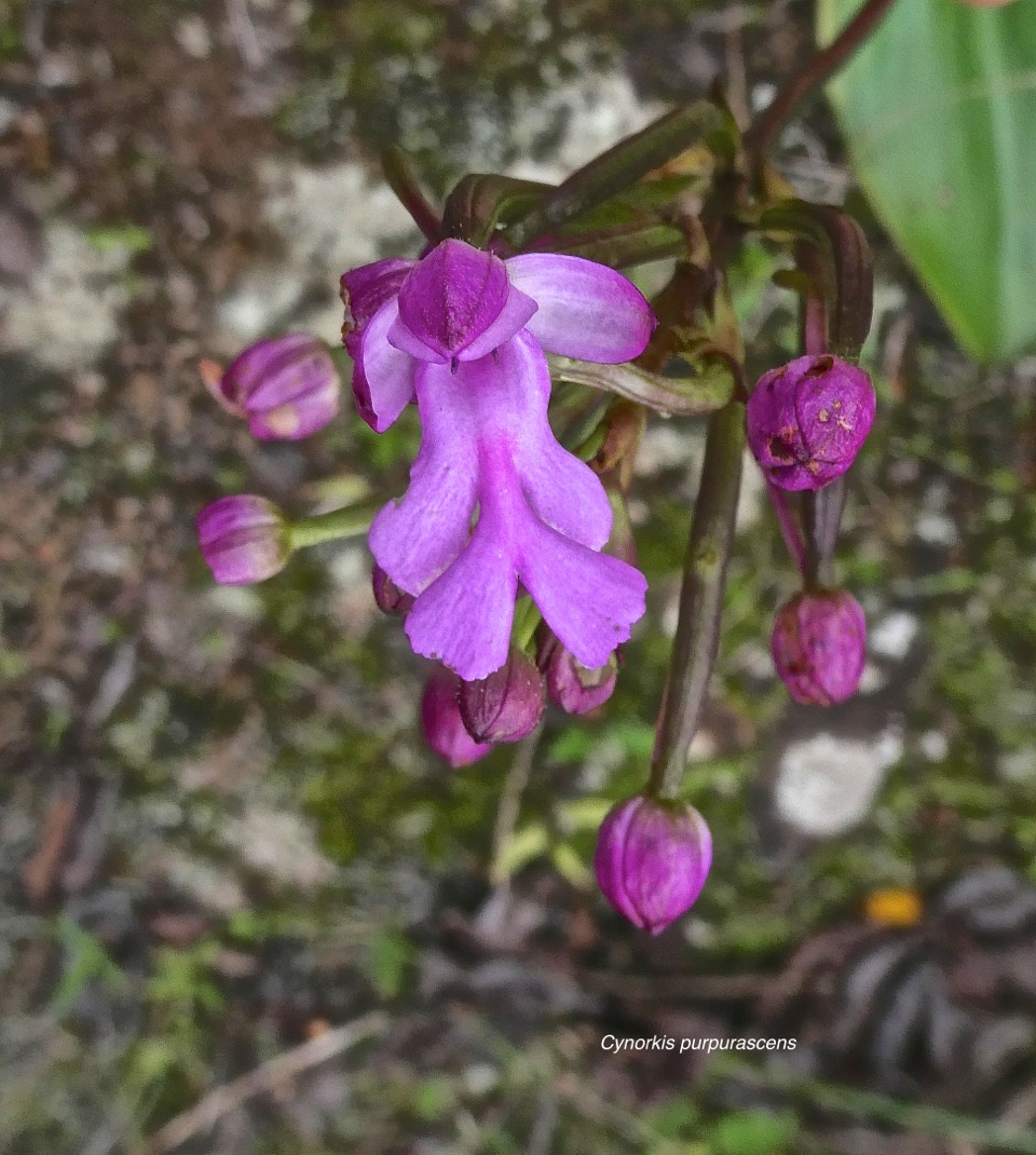 Cynorkis purpurascens. orchidaceae.indigène Réunion.P1005264