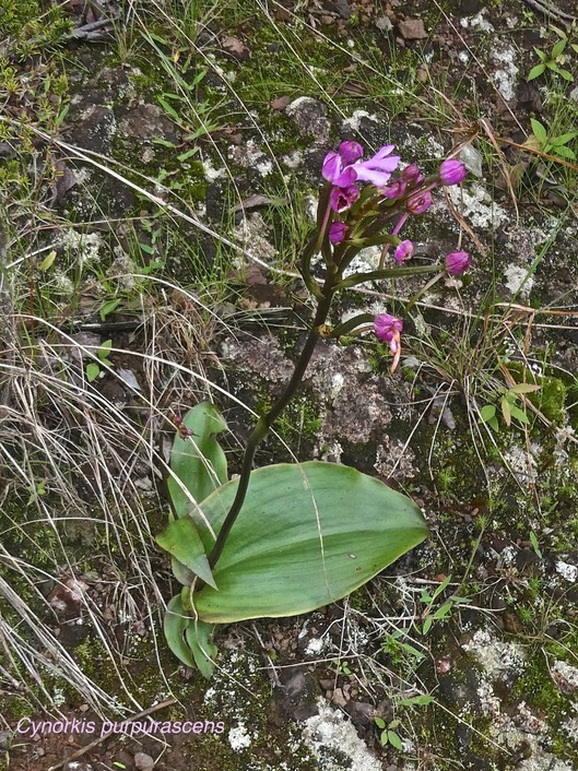 Cynorkis purpurascens.orchidaceae.indigène Réunion.P1005266
