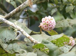 Dombeya sp. mahot.  malvaceae.P1005250