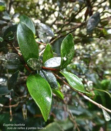 Eugenia buxifolia.Bois de nèfles à petites feuilles .myrtaceae.endémique Réunion.P1005111
