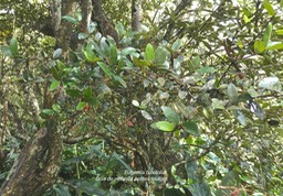 Eugenia buxifolia.bois de nèfles à petites feuilles.myrtaceae.endémique Réunion. P1005112