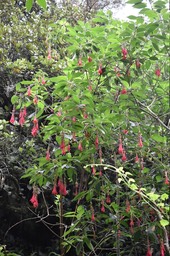 Fuchsia boliviana - Fuchsia de Bolivie - ONAGRACEAE - EE