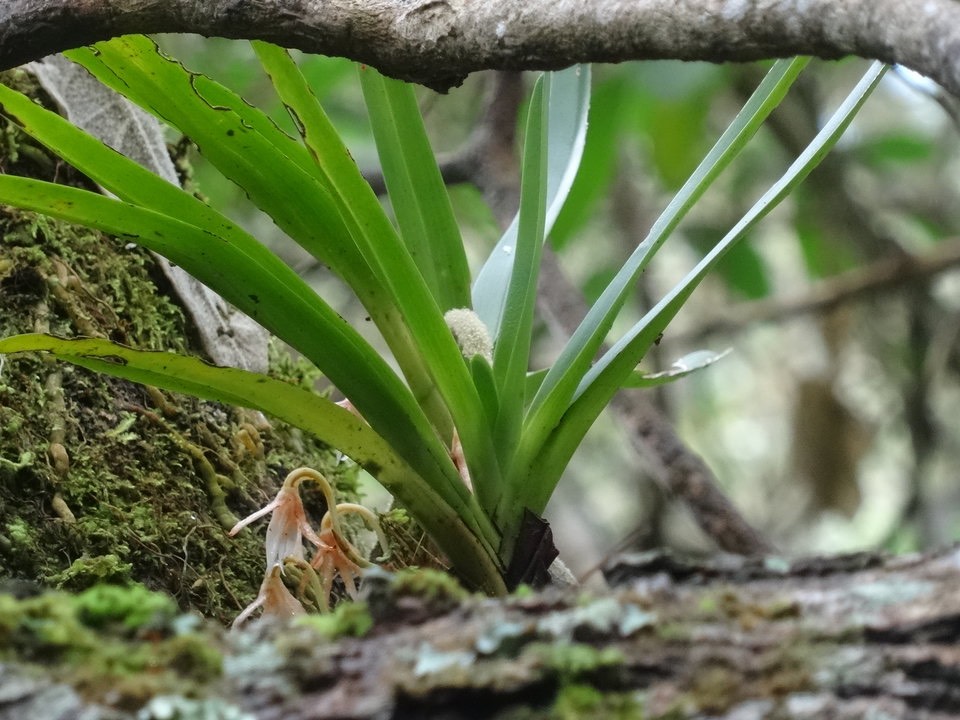 Jumellea triquetra - Epidendroideae - Endémique Réunion