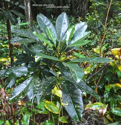 Melicope obtusifolia .catafaille patte poule.rutaceae.endémique Réunion Maurice. P1005109