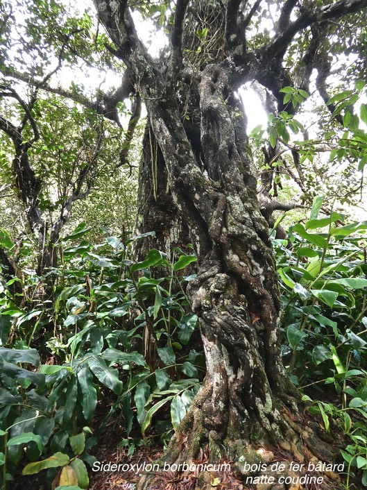 Sideroxylon borbonicum. bois de fer bâtard.natte coudine .sapotaceae.endémique Réunion.P1005136