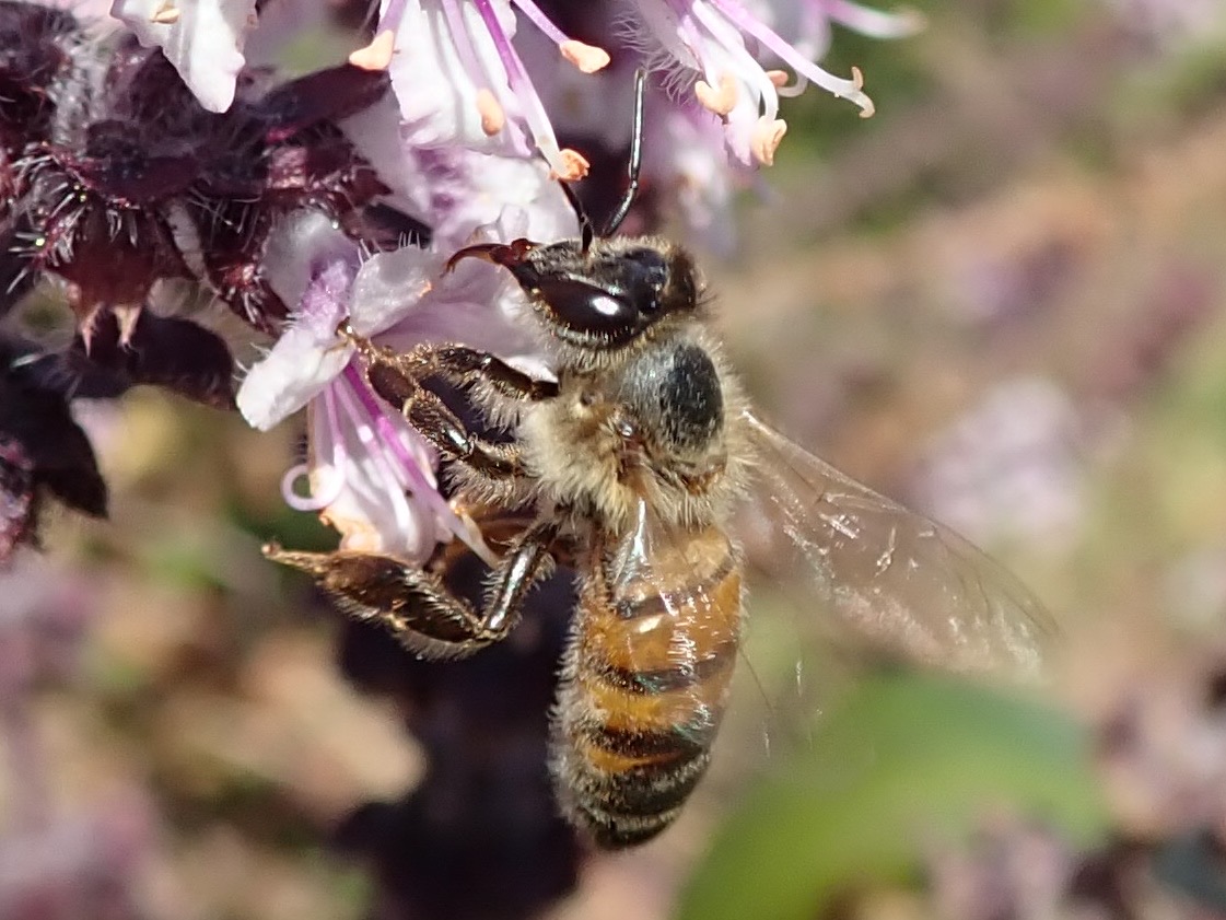 abeille récoltant le nectar de Ocimum sanctum (2)