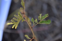 Desmanthus virgatus - Petit mimosa - FABACEAE - Adventice et Envahissante