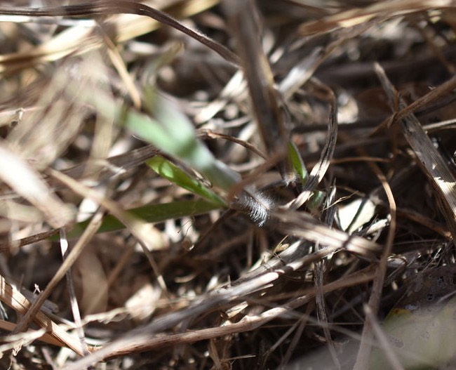 Digitaria timorensis - Herbe à caille - POACEAE - Adventice 