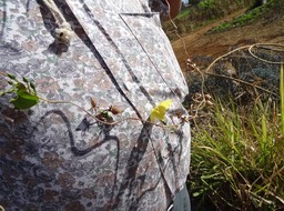Ipomea ochracea - Liseron coccinelle Bon Dieu sur chemise à fleurs - CONVOLVULACEAE - Envahissante