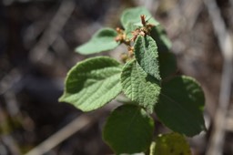 Waltheria indica - Guimauve - MALVACEAE - Envahissante