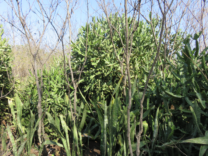1 - Euphorbia lactea Haw - Lesquine, Cactus candélabre - Euphorbiaceae - Asie tropicale